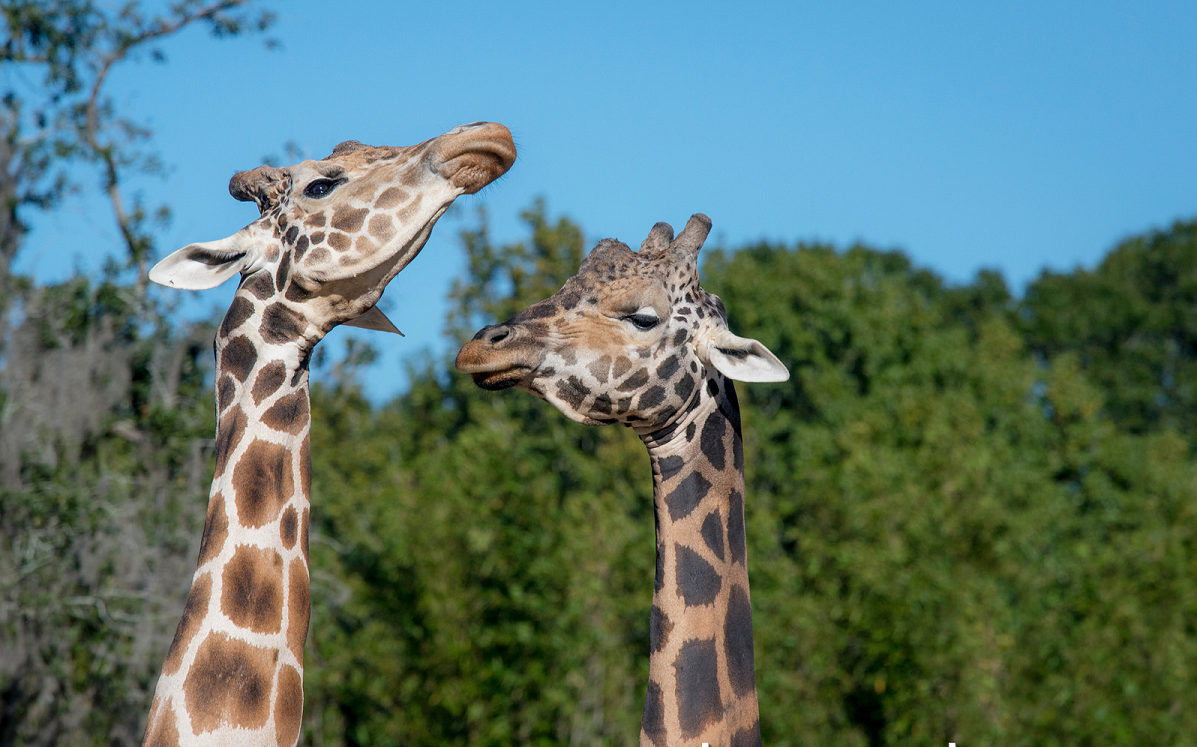 Giraffe Wine Tumbler – ZooTampa