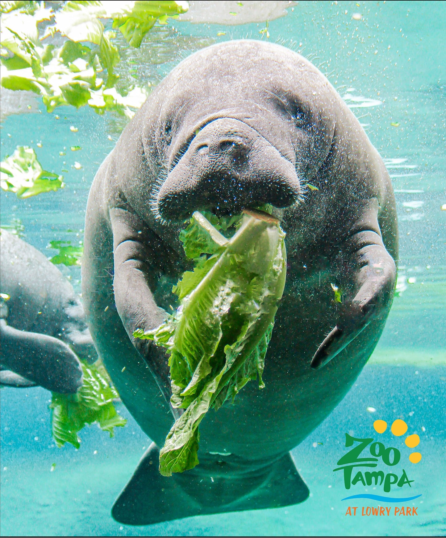 Manatee Throw Blanket