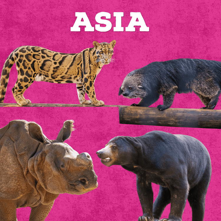 Collage of different animals found in Asia - clouded leopard, greater one horned rhino, sun bear, and binturong