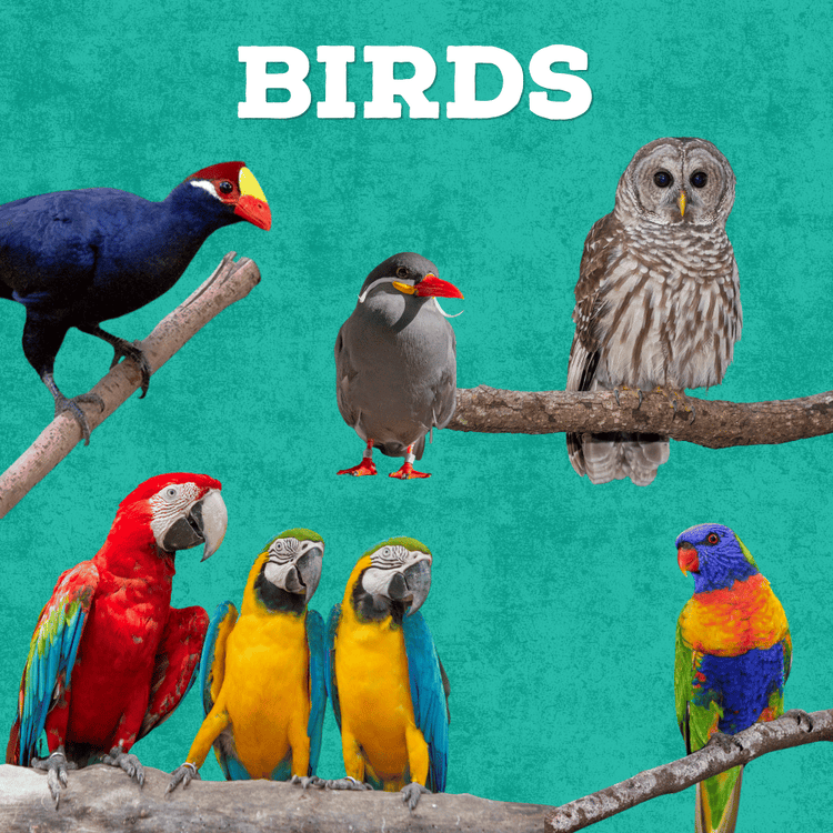 Collage of different birds including owl, lorikeet, macaw, inca tern