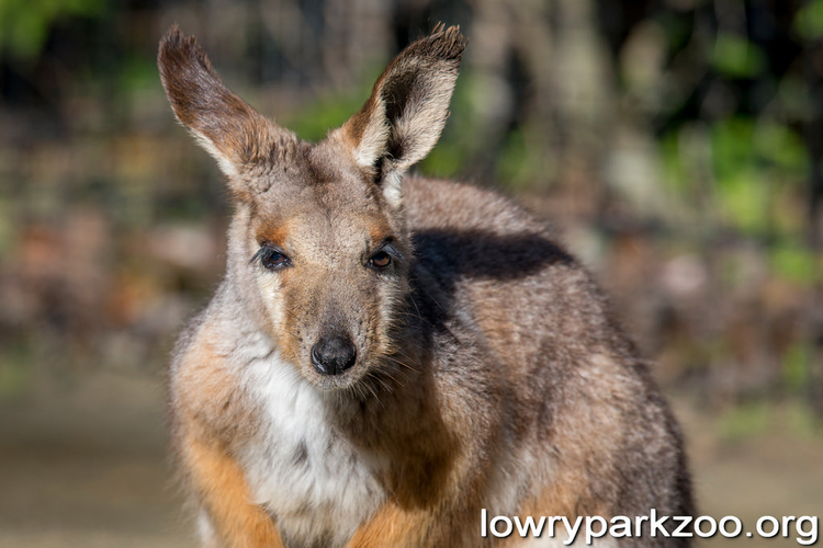 Wallaby