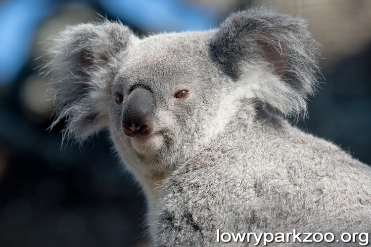 KOALAS