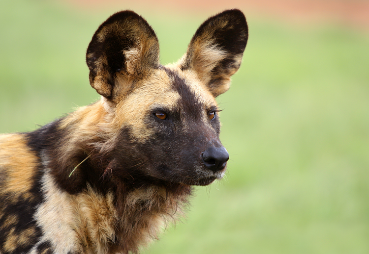 PAINTED DOGS