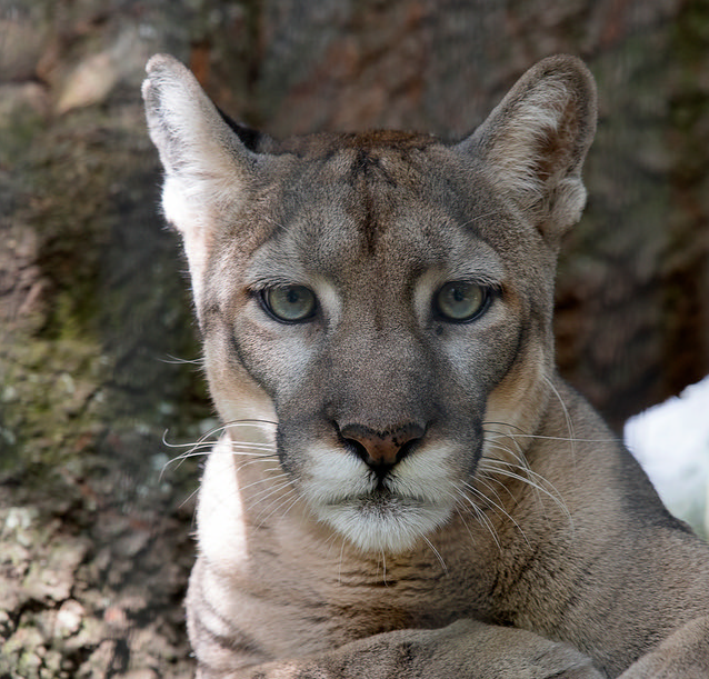 FLORIDA PANTHER