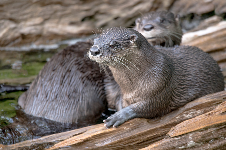 OTTERS