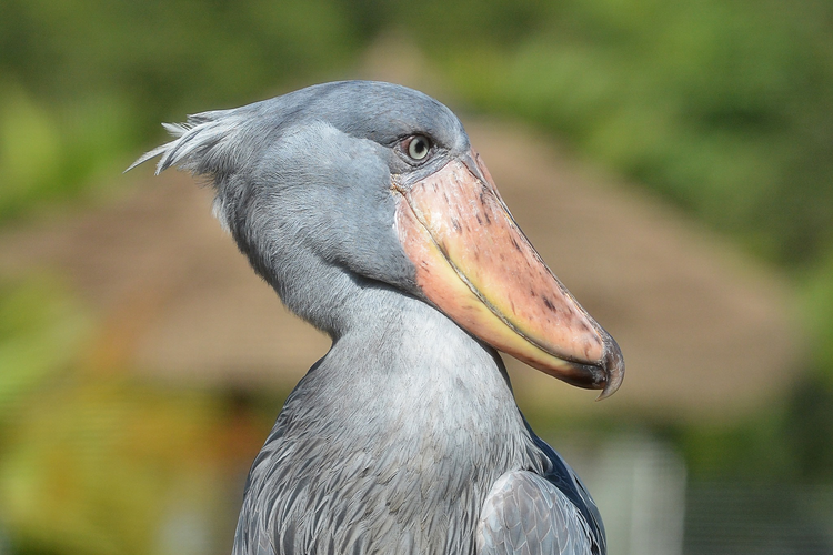 SHOEBILL STORK