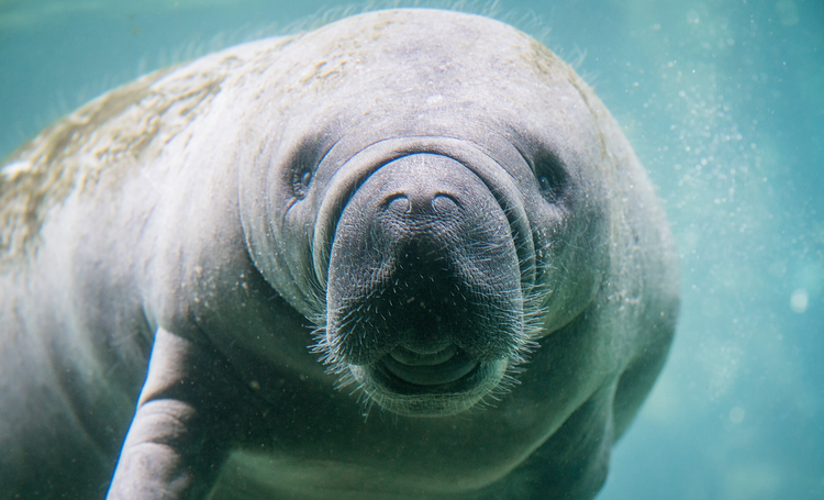 MANATEES