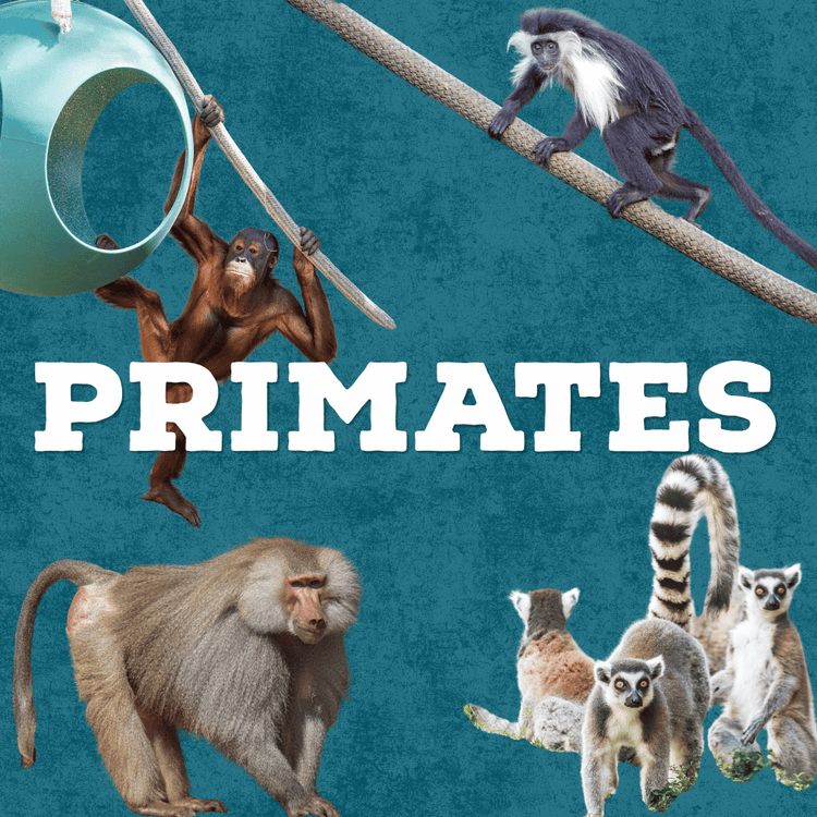 Collage of different primates includes - orangutan, baboon, lemur, and colobus monkey