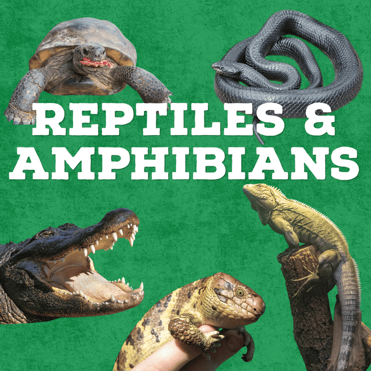 Collage of reptiles and amphibians including - alligator, tortoise, indigo snake, stink, and Cuban iguana