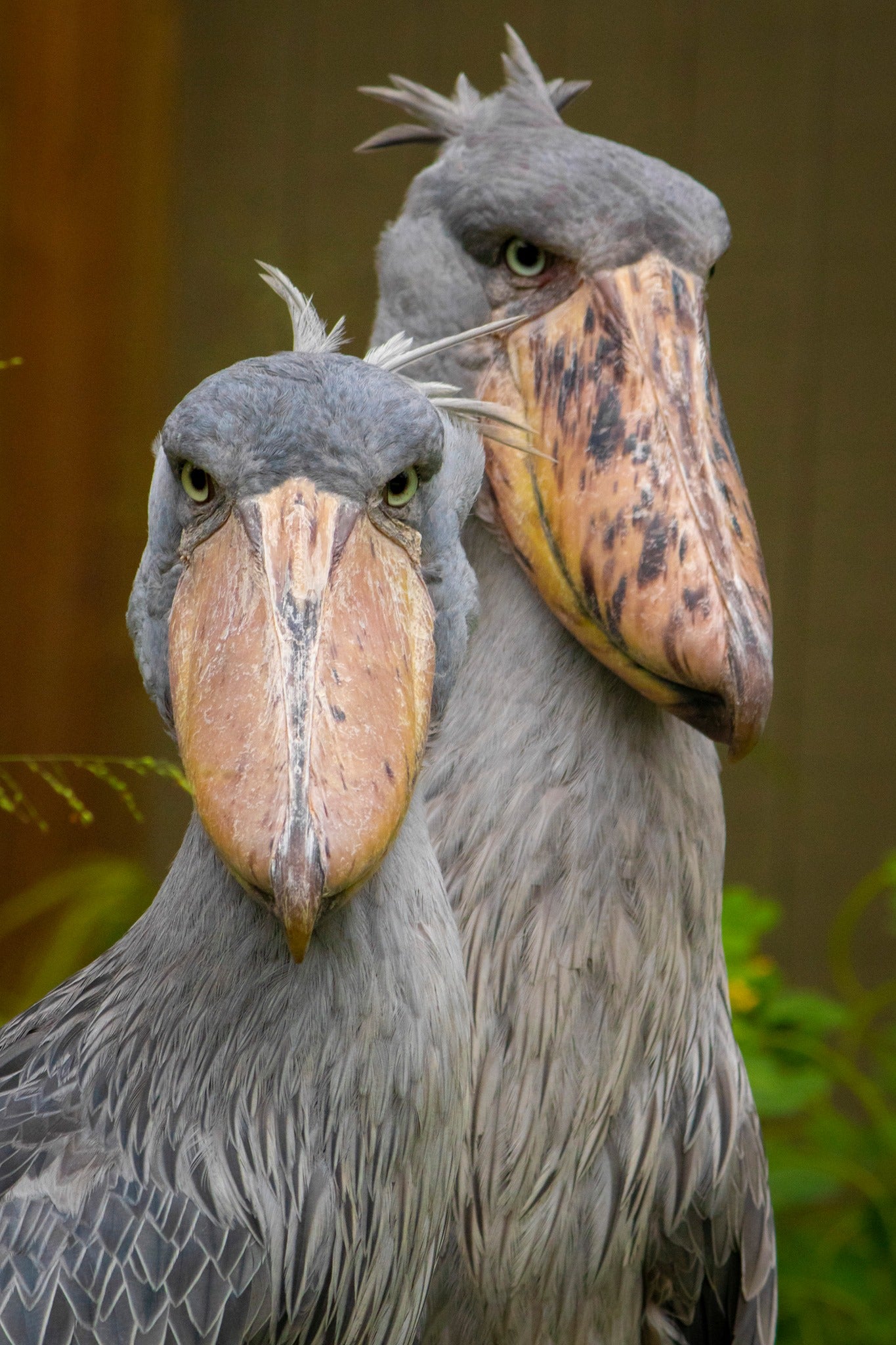 Shoebill Stork