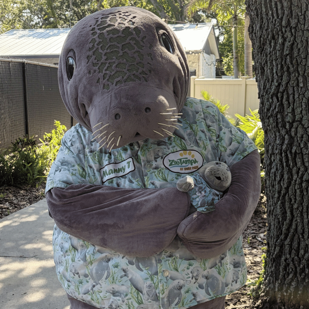 A ZooTampa manatee mascot outdoors on a sidewalk beside a tree holding a plush.